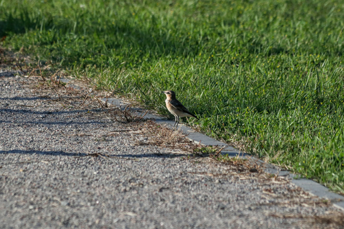 Northern Wheatear