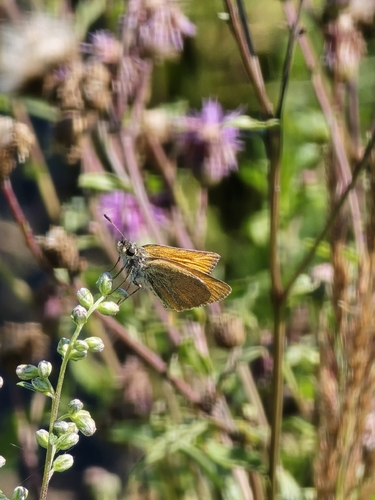 Small Skipper