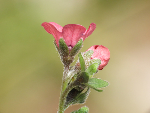 Cynoglossum montanum, photograph 1