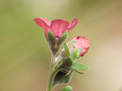 (c) Emanuele Santarelli, some rights reserved (CC BY-SA) Cynoglossum montanum, photograph (c) Emanuele Santarelli, some rights reserved (CC BY-SA)