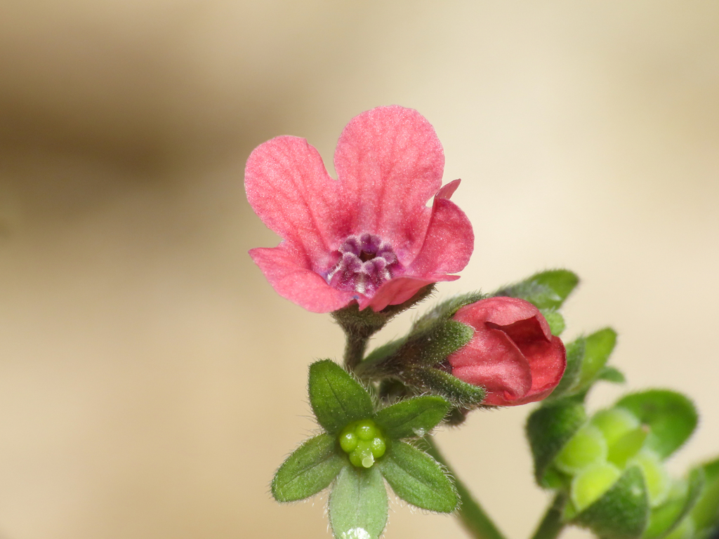 Cynoglossum montanum; photograph (c) Emanuele Santarelli, some rights reserved (CC BY-SA)