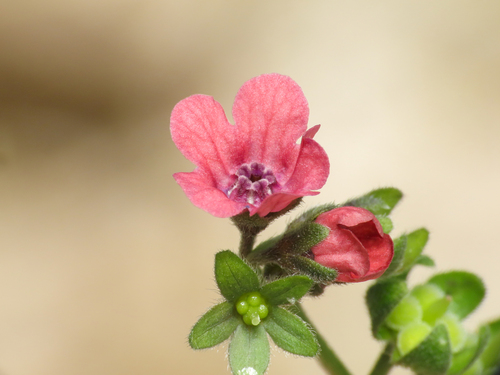 Cynoglossum montanum