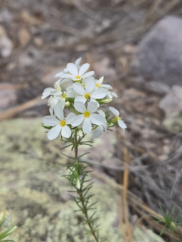 Leptosiphon nuttallii, photograph 5