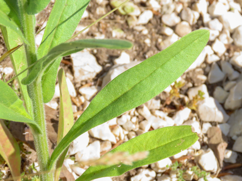 Cynoglossum montanum, photograph 2