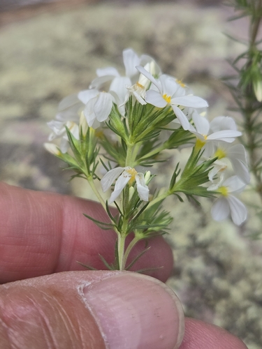 Leptosiphon nuttallii, photograph 6