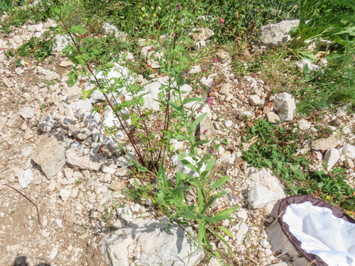 Cynoglossum montanum, photograph 3