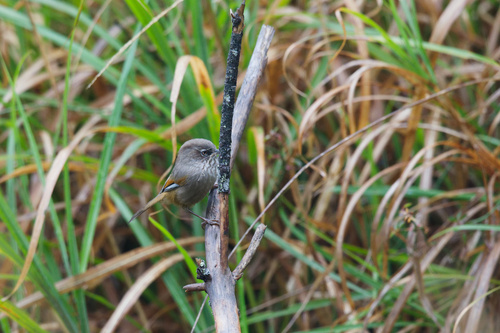 Taiwan Fulvetta (Fulvetta formosana), photo 4