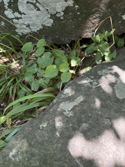 Epimedium pinnatum, photograph Екатерина Кравцова, CC BY, iNaturalist via GBIF