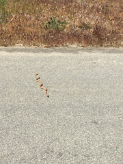 Masticophis flagellum piceus