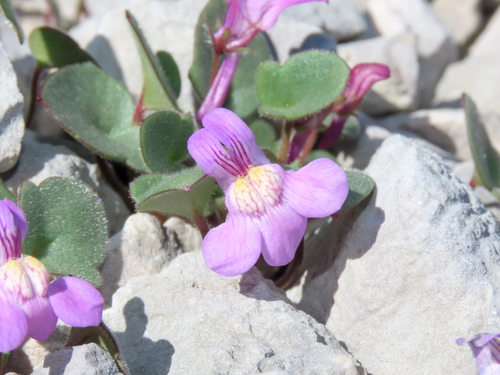 Cymbalaria pallida, photograph 2