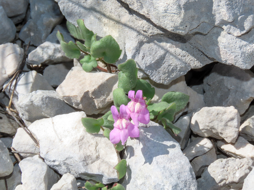 Cymbalaria pallida, photograph 4