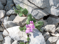 Cymbalaria pallida, photograph (c) Emanuele Santarelli, some rights reserved (CC BY-SA)