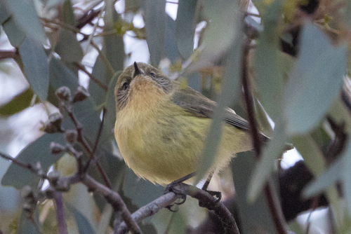 Yellow Thornbill