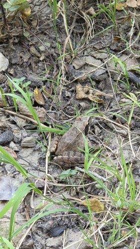 Italian Stream Frog