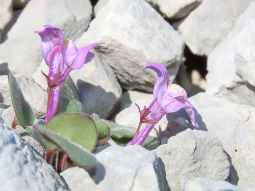 Cymbalaria pallida, photograph 3