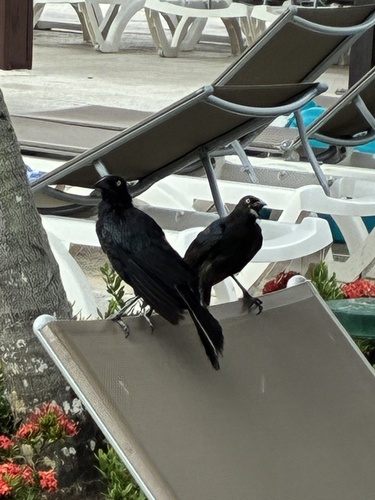 Greater Antillean Grackle