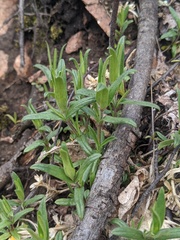 Cerastium arvense strictum