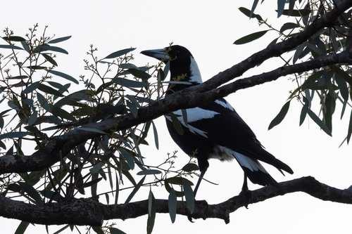 Australian Magpie