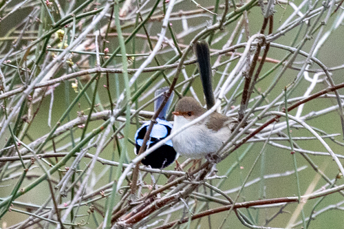 Superb Fairywren