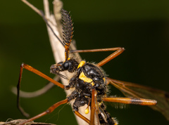 Ctenophora flaveolata