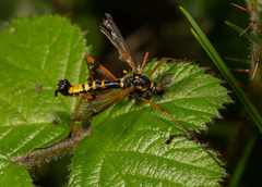 Ctenophora flaveolata