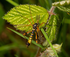 Ctenophora flaveolata
