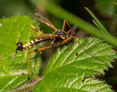 Ctenophora flaveolata