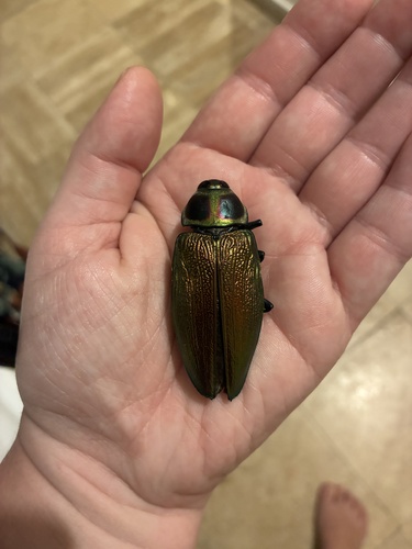 Ceiba Borer