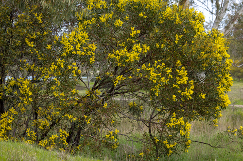 Golden Wattle