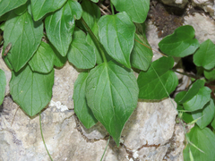 Valeriana montana