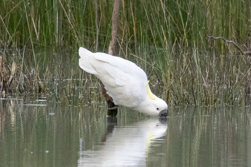 Sulphur-crested Cockatoo