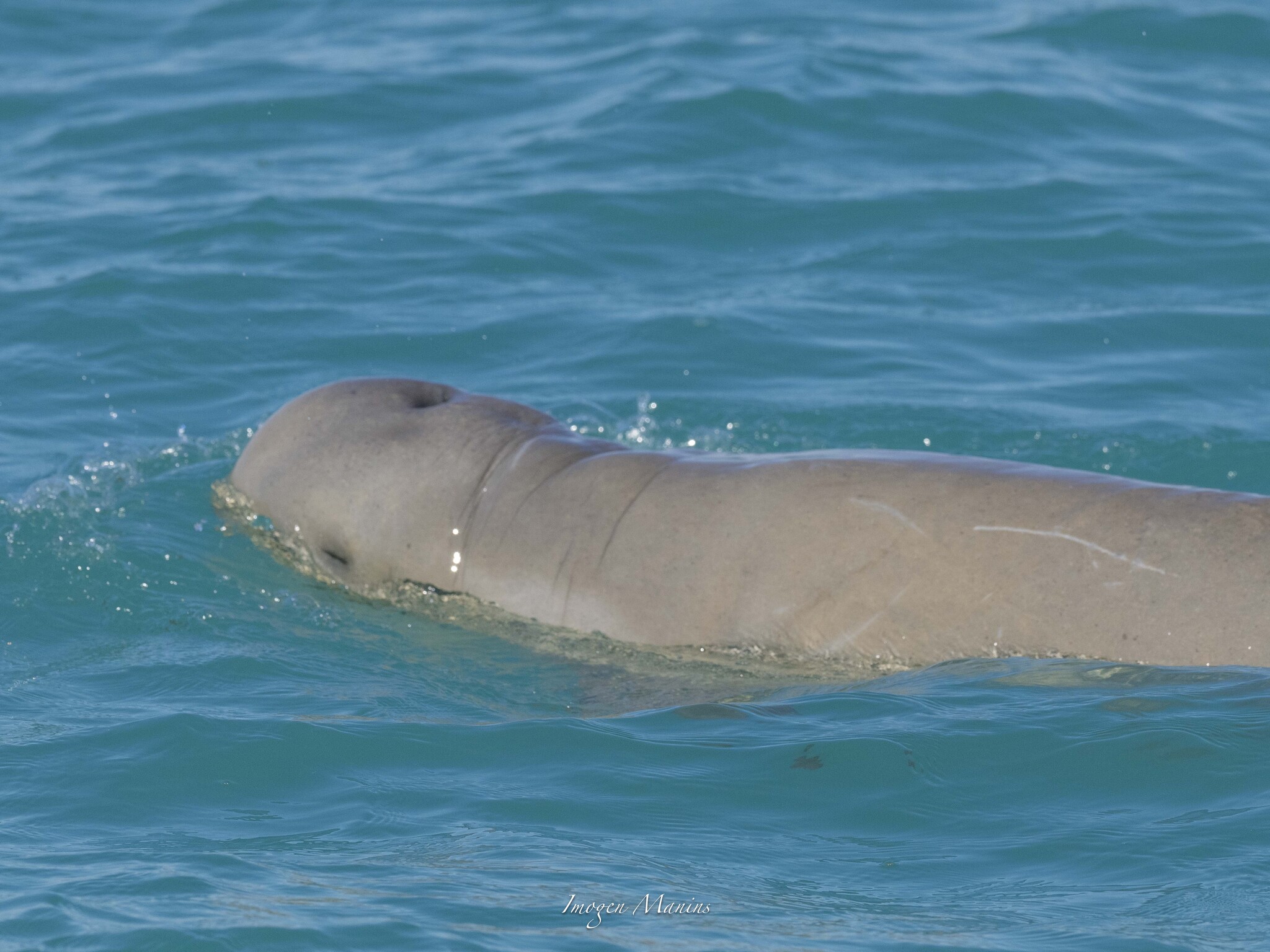 Orcaella heinsohni