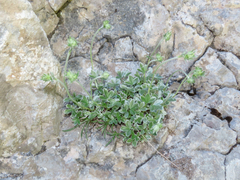 Potentilla apennina