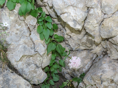 Valeriana montana, photograph 1