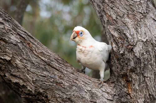 Long-billed Corella