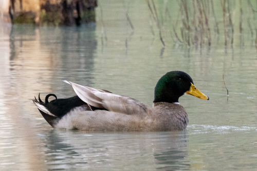 Domestic Mallard