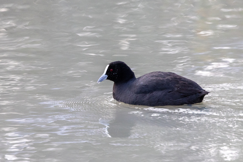 Eurasian Coot