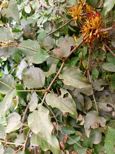 Phragmanthera capitata