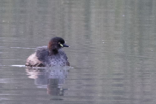 Australasian Grebe