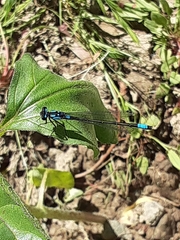 Zoniagrion exclamationis