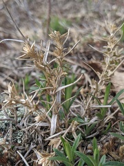 Cerastium arvense strictum