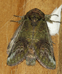 Rifargia subrotata