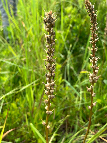 Aletris farinosa, photograph 3
