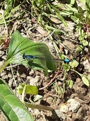 Zoniagrion exclamationis