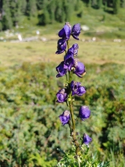 Aconitum tauricum, photograph (c) Ljaž, some rights reserved (CC BY)