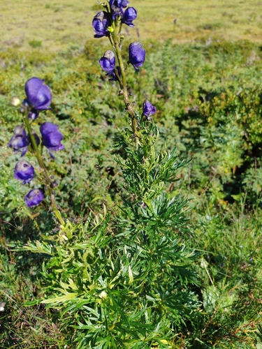 Aconitum tauricum, photograph 5