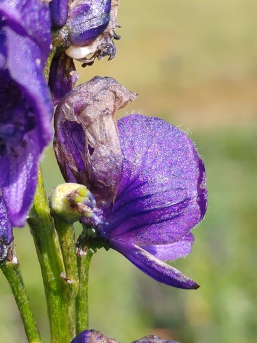 Aconitum tauricum, photograph 6
