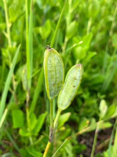 Iris prismatica