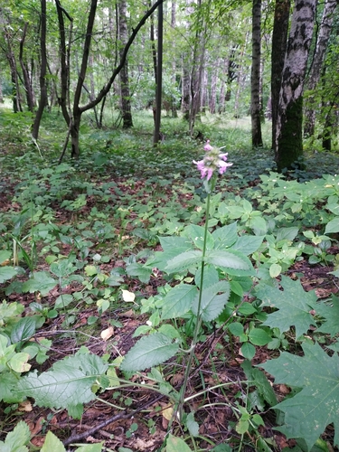 Наблюдение на iNaturalist