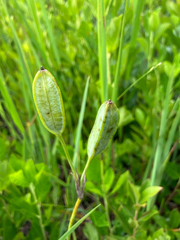 Iris prismatica, photograph (c) Bryan Connolly, some rights reserved (CC BY)